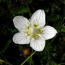 Attēlu rezultāti vaicājumam “Parnassia palustris leaf”