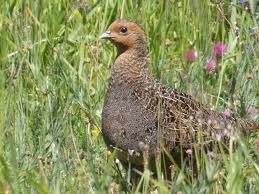 Attēlu rezultāti vaicājumam “Perdix perdix”