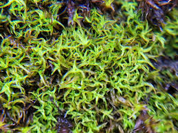 Attēlu rezultāti vaicājumam “Tortella inclinata”