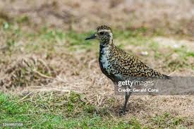 Attēlu rezultāti vaicājumam “Pluvialis apricaria”