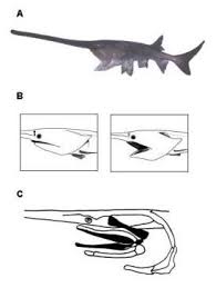 Image result for Polyodon spathula