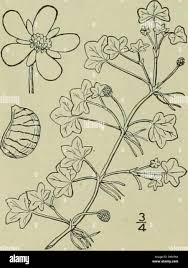 Attēlu rezultāti vaicājumam “Batrachium circinatum flower”