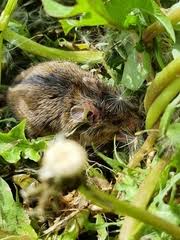 Attēlu rezultāti vaicājumam “Apodemus agrarius”