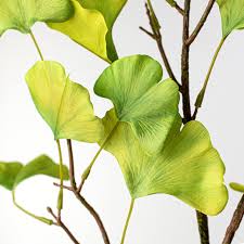 Attēlu rezultāti vaicājumam “Ginkgo biloba leaf”