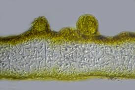 Attēlu rezultāti vaicājumam “Collema flaccidum”