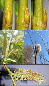 Attēlu rezultāti vaicājumam “Salix purpurea”