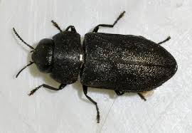 Attēlu rezultāti vaicājumam “Anthaxia quadripunctata”