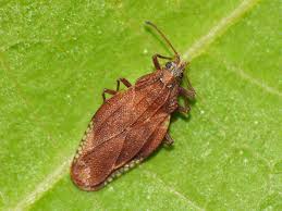 Attēlu rezultāti vaicājumam “Physatocheila smreczynskii”