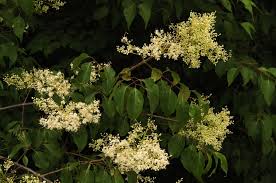 Attēlu rezultāti vaicājumam “Syringa reticulata subsp. amurensis”