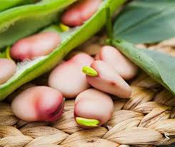 Attēlu rezultāti vaicājumam “Vicia faba”