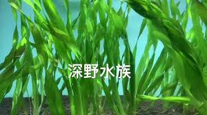 「扭蘭」的圖片搜尋結果