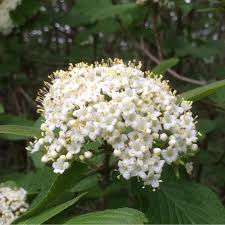 Attēlu rezultāti vaicājumam “Viburnum lantana  flower”