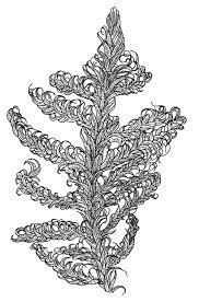 Attēlu rezultāti vaicājumam “Sanionia uncinata”