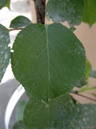 Attēlu rezultāti vaicājumam “Prunus armeniaca leaf”