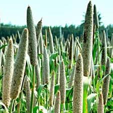 Attēlu rezultāti vaicājumam “Setaria glauca”