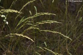 Attēlu rezultāti vaicājumam “Poa nemoralis”