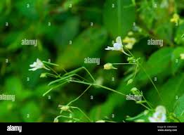 Attēlu rezultāti vaicājumam “Impatiens parviflora fruit”