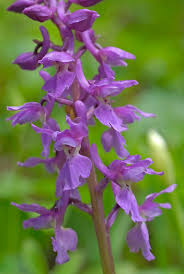 Attēlu rezultāti vaicājumam “Orchis mascula”