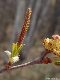 Attēlu rezultāti vaicājumam “Betula nana female flower”