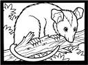 Possum coloring page