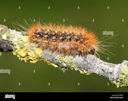 Attēlu rezultāti vaicājumam “Acronicta auricoma larva”