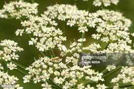 Attēlu rezultāti vaicājumam “Peucedanum oreoselinum flower”
