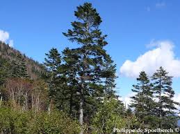 Attēlu rezultāti vaicājumam “Abies mariesii”