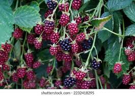 Image result for Rubus sectio