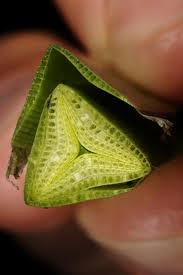 Attēlu rezultāti vaicājumam “Scirpus sylvaticus fruit”