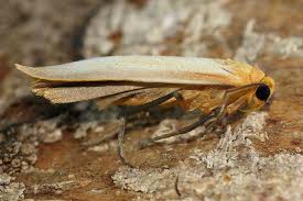 Attēlu rezultāti vaicājumam “Eilema depressa”