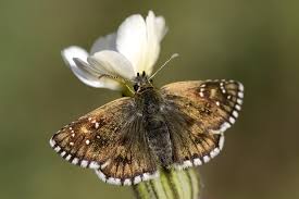 Attēlu rezultāti vaicājumam “Pyrgus serratulae”