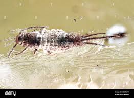 Attēlu rezultāti vaicājumam “Machilidae”