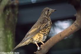 Attēlu rezultāti vaicājumam “Turdus viscivorus”