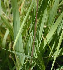 Attēlu rezultāti vaicājumam “Digitaria ischaemum leaf”