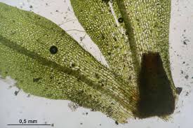 Attēlu rezultāti vaicājumam “Tortula truncata”