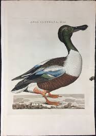 Attēlu rezultāti vaicājumam “Anas clypeata”