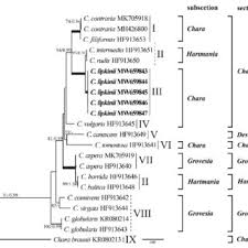 Attēlu rezultāti vaicājumam “Chara intermedia male”