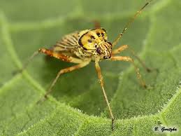 Attēlu rezultāti vaicājumam “Rhabdomiris striatellus”