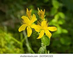 Attēlu rezultāti vaicājumam “Hypericum maculatum”