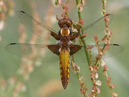 Attēlu rezultāti vaicājumam “Libellula depressa female”