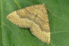 Attēlu rezultāti vaicājumam “Larentia clavaria”