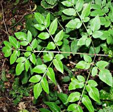 Image result for Angelica silvestris