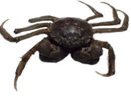 Image result for Eriocheir sinensis