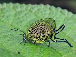 Attēlu rezultāti vaicājumam “Arcyria imperialis”