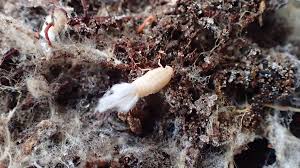 Attēlu rezultāti vaicājumam “Cixiidae”