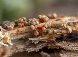 Attēlu rezultāti vaicājumam “Physarum psittacinum”