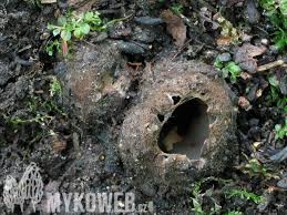 Attēlu rezultāti vaicājumam “Geopora arenicola”