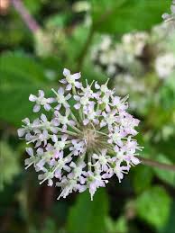 Attēlu rezultāti vaicājumam “Angelica palustris flower”