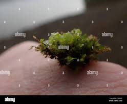 Attēlu rezultāti vaicājumam “Scapania undulata”