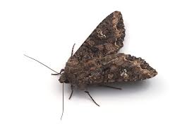 Attēlu rezultāti vaicājumam “Mamestra brassicae exuvia”